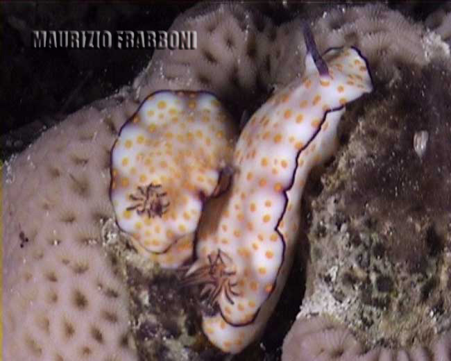 crom risbecia.jpg - 31704 Bytes